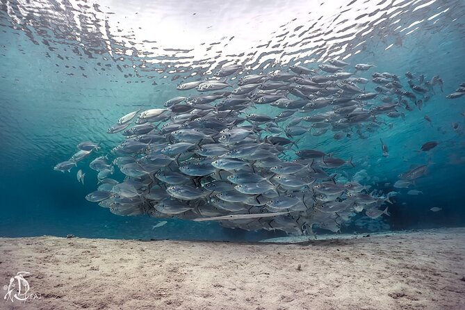 (2 Dives) Discover Scuba Diving Kota Kinabalu - What your Kota Kinabalu scuba day is really like
