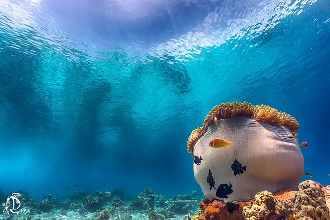 (2 Dives) Discover Scuba Diving Kota Kinabalu - The morning shore session near Sapi Island