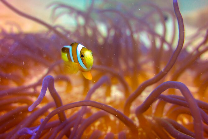 (2 Dives) Discover Scuba Diving Kota Kinabalu - Marine life, coral, and realistic expectations