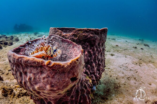 (2 Dives) Discover Scuba Diving Kota Kinabalu - What is included, and what still costs you time or money
