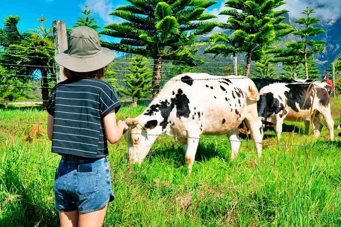2d1n Kinabalu Park & Poring Canopy Walk & Desa Cow Farm Tour - Quick take: what makes this trip worth considering