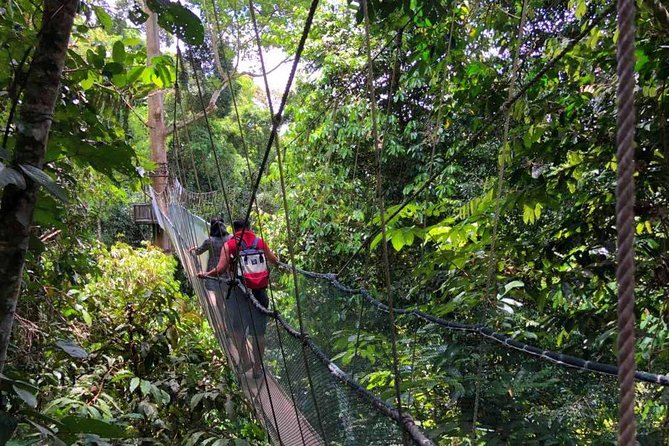 2d1n Kinabalu Park & Poring Canopy Walk & Desa Cow Farm Tour - Desa Dairy Farm: Sabah’s cool highland side