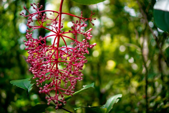 2d1n Kinabalu Park & Poring Canopy Walk & Desa Cow Farm Tour - Is $139 good value?
