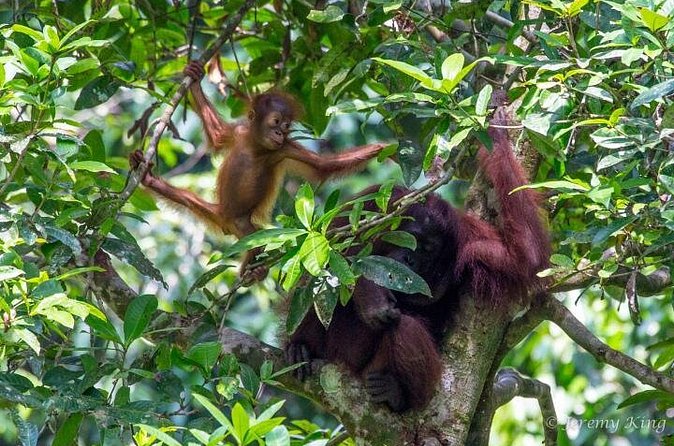 2D1N Sandakan Private Tour with Kinabatangan River Cruise - Who will enjoy this two-day plan