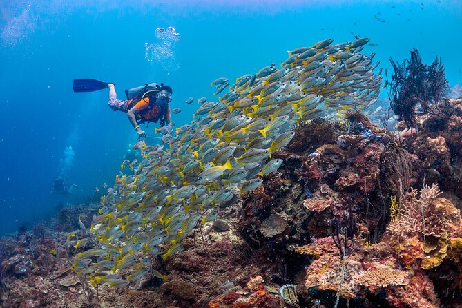 (3 Days) PADI Open Water Diver Course Kota Kinabalu - Four sea sessions spread across two days