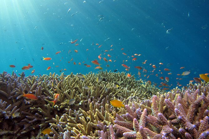 3 Semporna Islands Tour with Snorkel or Diving Experience - Snorkeling or DSD sessions: choosing the right option