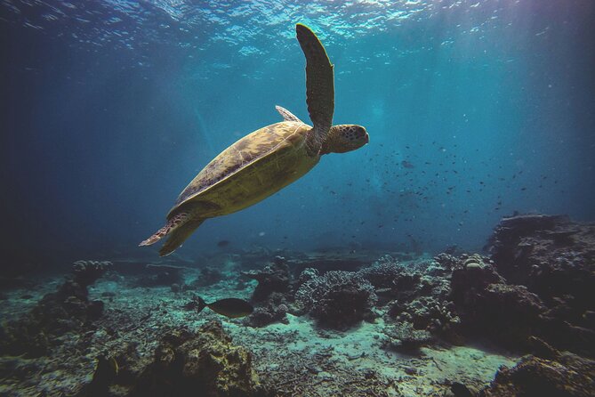 3 Semporna Islands Tour with Snorkel or Diving Experience - Timing, weather, and the small print that matters