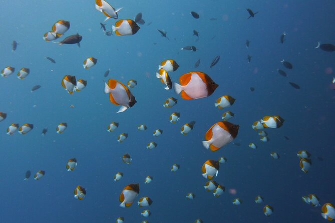 3 Semporna Islands Tour with Snorkel or Diving Experience - Service, pace, and the human side of the trip