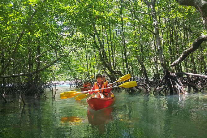 5 Hours Kilim Mangrove Kayaking Sharing Tour (With Hotel Pickup) - Why the kayak route is better than a standard mangrove boat ride