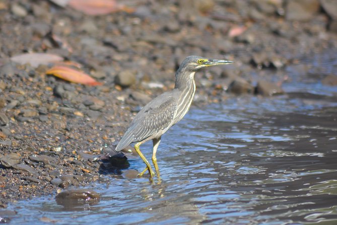 5 Hours Sharing Basis Kilim Mangrove Safari Boat Tour in Langkawi - Why Kilim’s mangroves are worth your morning
