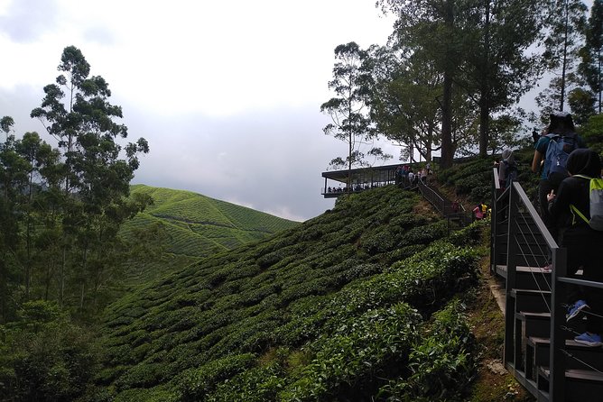 Amazing Cameron Highland Day Tour From Kuala Lumpur - Cameron Lavender adds flowers and photo spots