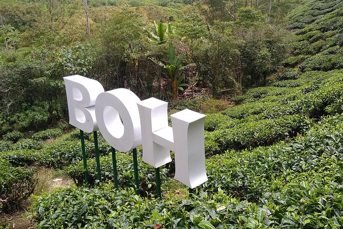 Amazing Cameron Highland Day Tour From Kuala Lumpur - BOH Tea Estate brings the biggest views