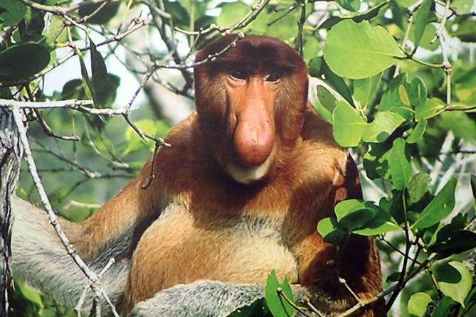 Bako National Park - Why Bako works so well as a Kuching day trip
