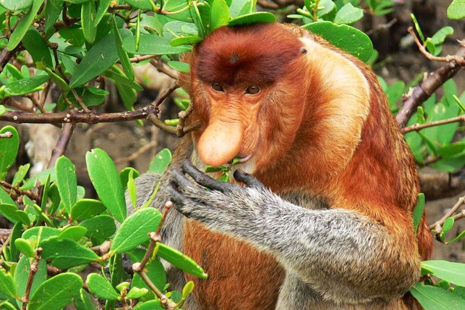 Bako National Park - Simple ways to prepare for the morning