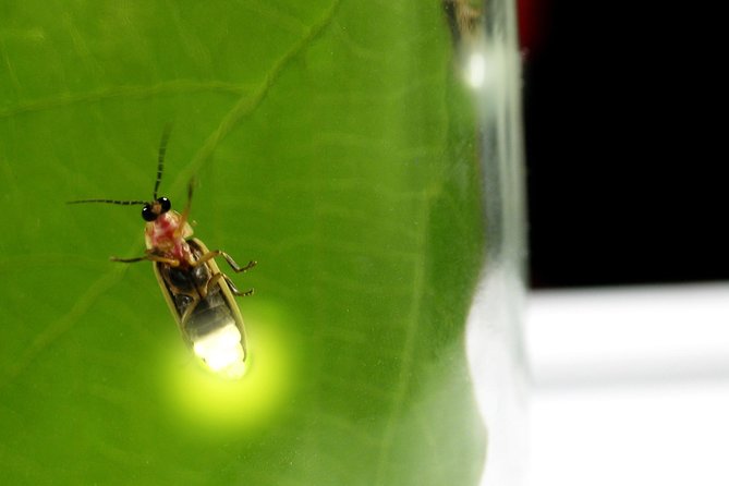 Batu Caves and Watching Fireflies in Kuala Selangor - The quiet magic of the Kuala Selangor fireflies
