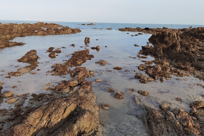 Beachlife & Tidepool Discovery at Desaru Coast Johor |JungleWalla - Reading the tide pools with a naturalist