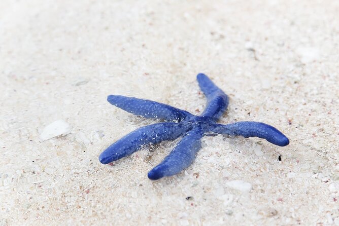 Beachlife & Tidepool Discovery at Desaru Coast Johor |JungleWalla - Meeting JungleWalla at Desaru Coast