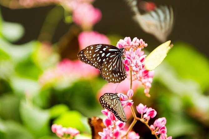 Bird Park & Butterfly Farm Nature Tour From Kuala Lumpur - How the three-and-a-half-hour schedule feels