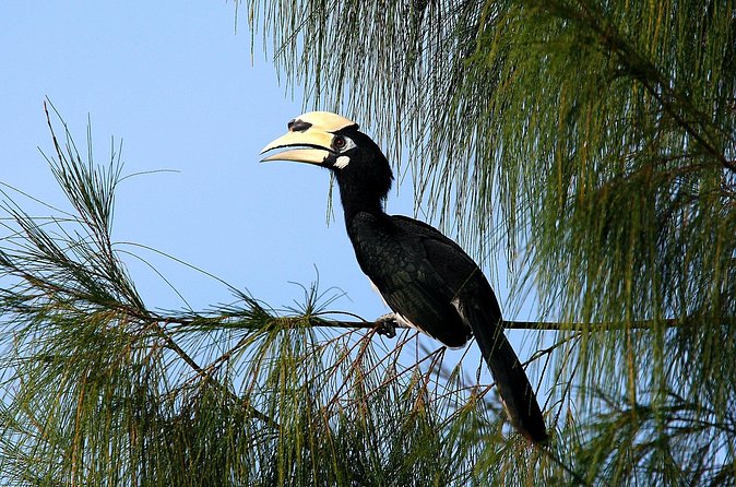 Birdwatching: Desaru's Winged Gems - Starting at 4:30 pm with a private guide