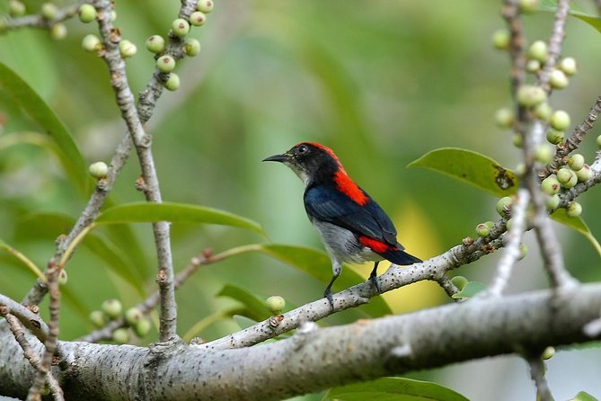 Birdwatching Tour in Langkawi - Why Langkawi works for a four-hour birding outing