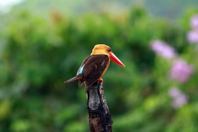 Birdwatching Tour in Langkawi - Follow the forest toward Langkawi’s highest peak