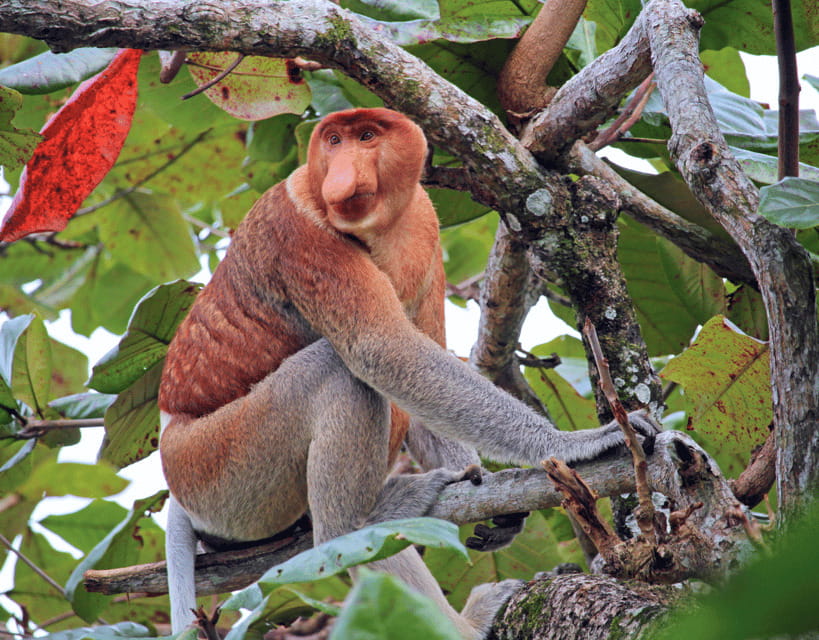 Bongawan River Cruise: Proboscis Monkey & Fireflies Mangrove - Who should book this experience?