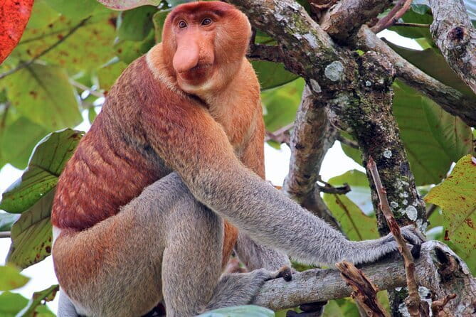 Bongawan River Cruise Proboscis Monkey, SkyMirror, Fireflies - Key points at a glance