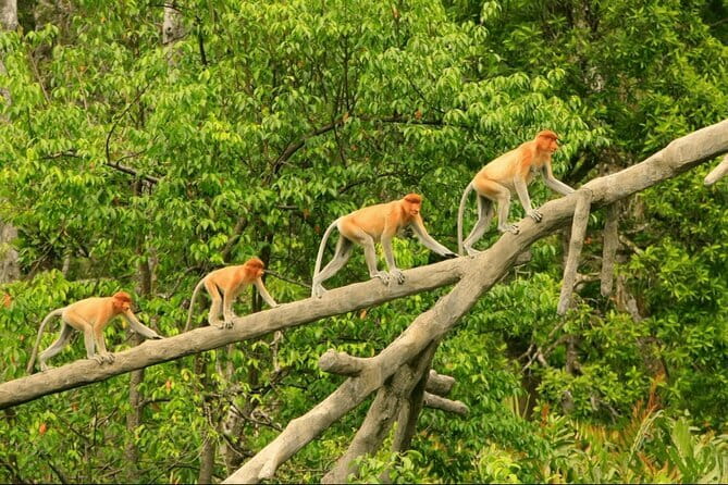 Bongawan River Cruise Proboscis Monkey, SkyMirror, Fireflies - Sunset at SkyMirror beach