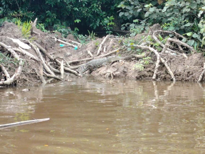 Bongawan Wetland: Proboscis Monkey and Fireflies Shared Tour - Key points to know before booking