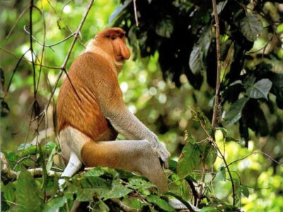 Bongawan Wetland: Proboscis Monkey and Fireflies Shared Tour