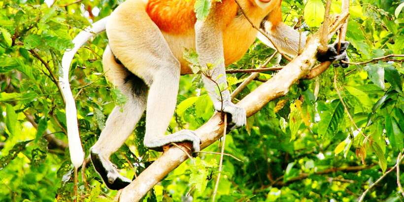 Bongawan Wetland: Proboscis Monkey and Fireflies Shared Tour - The first river cruise and the search for proboscis monkeys