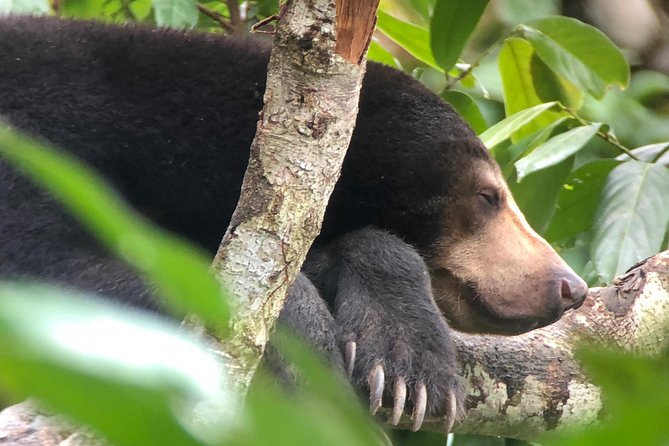Bornean Sun Bear Conservation Centre & Sepilok Orang Utan Rehab Centre Tour - Starting at Sepilok Orangutan Rehabilitation Centre