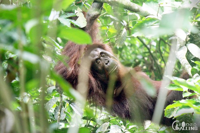 Borneo Kinabatangan River Cruise Day Trip - Wildlife sightings: what you might actually see