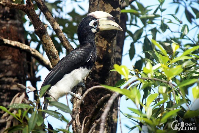 Borneo Kinabatangan River Cruise Day Trip - The long return to Sandakan