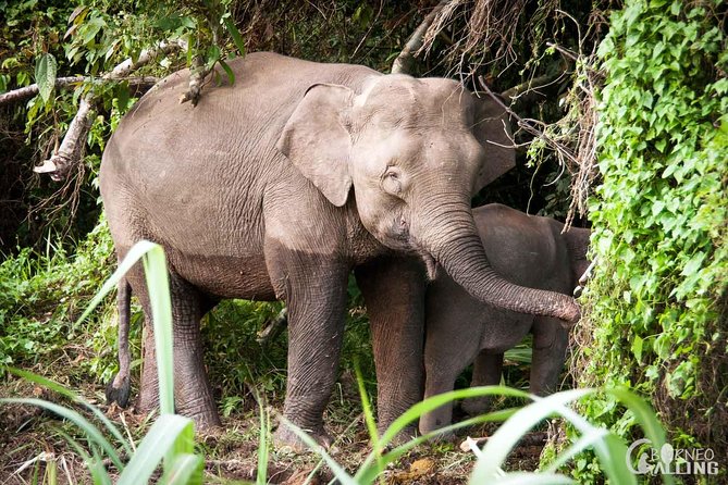Borneo Kinabatangan River Cruise Day Trip - The riverside arrival and waiting period