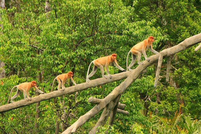 Borneo (Klias) River Cruise & Fireflies Tour - The 1 p.m. pickup and ride to Klias
