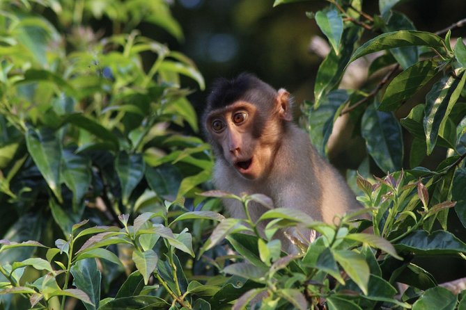 Borneo Wildlife Tour 2 Days 1 Night At Tanjung Bulat Jungle Camp Kinabatangan - Key points before you book