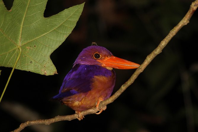 Borneo Wildlife Tour 2 Days 1 Night At Tanjung Bulat Jungle Camp Kinabatangan - Small groups and the value of $230