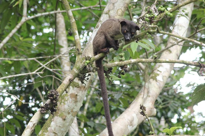 Borneo Wildlife Tour 2 Days 1 Night At Tanjung Bulat Jungle Camp Kinabatangan - Dinner with local food at 7pm