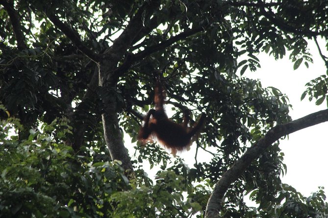 Borneo Wildlife Tour 3 Days 2 Nights At Tanjung Bulat Jungle Camp Kinabatangan - What makes this jungle stay special