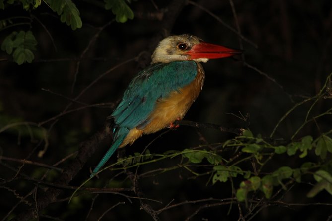 Borneo Wildlife Tour 3 Days 2 Nights At Tanjung Bulat Jungle Camp Kinabatangan - Day two: the strongest wildlife day