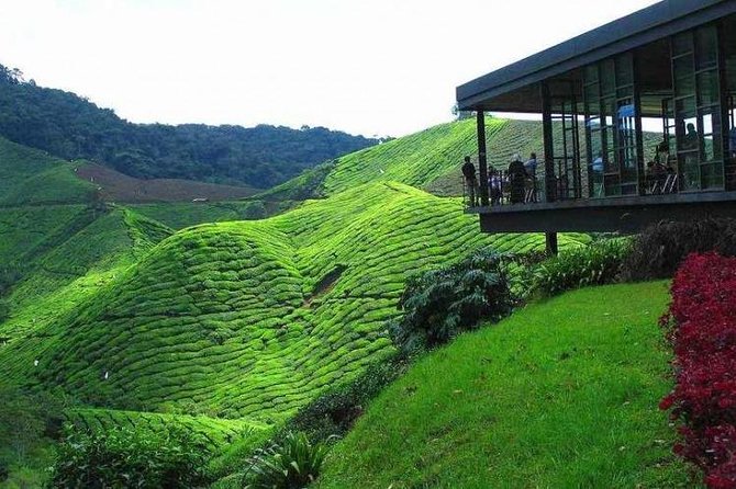 Cameron Highland Day Tour from Kuala Lumpur - Key points to know before you book