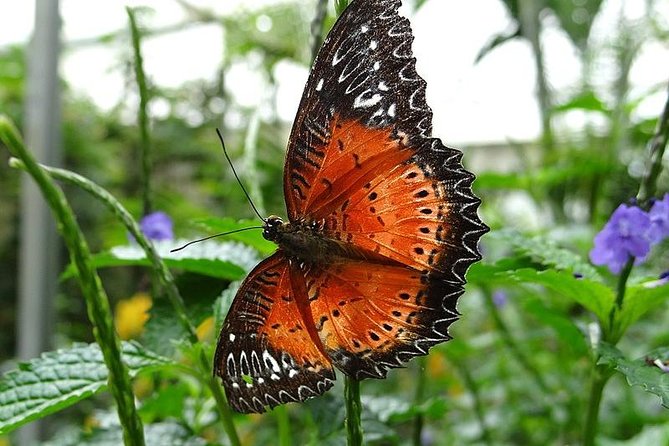 Cameron Highland Day Tour from Kuala Lumpur - BOH Tea Plantation and Factory