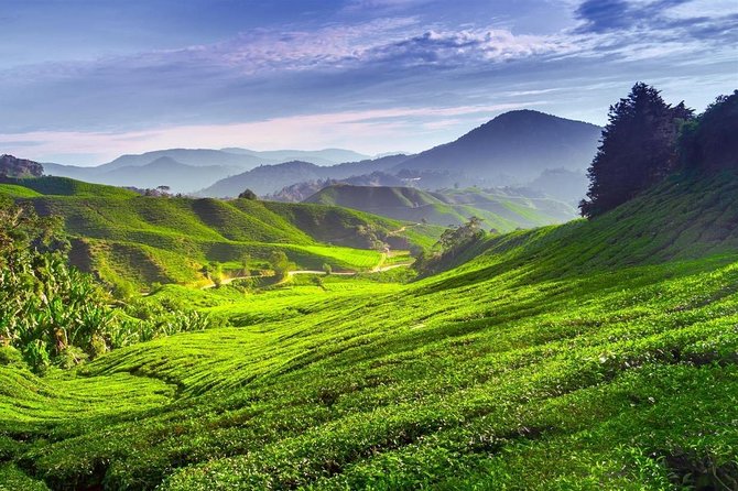 Cameron Highland Day Tour From Kuala Lumpur With Lunch Local food - Big Red Strawberry Farm adds a hands-on stop