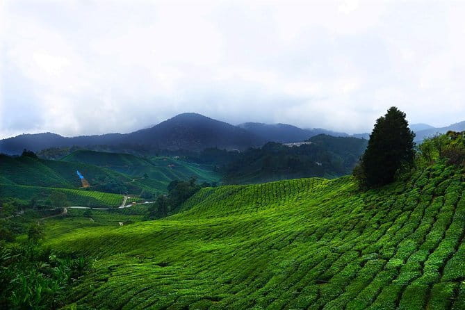 Cameron Highland Day-Trip from Kuala Lumpur - Key points to know before you book