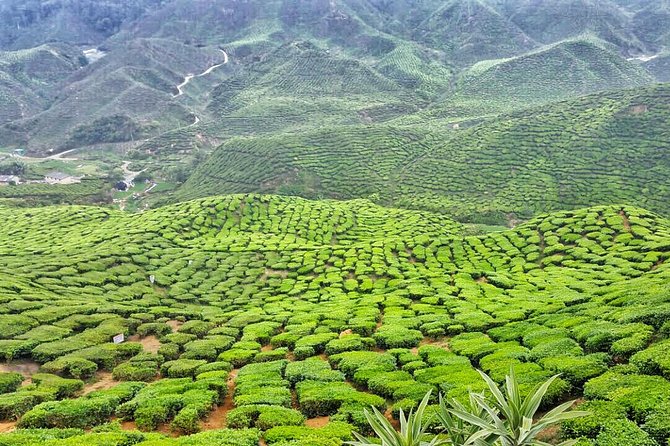 Cameron Highland Full Day Tour from KL City (Private) - Tea hills and a long day from Kuala Lumpur