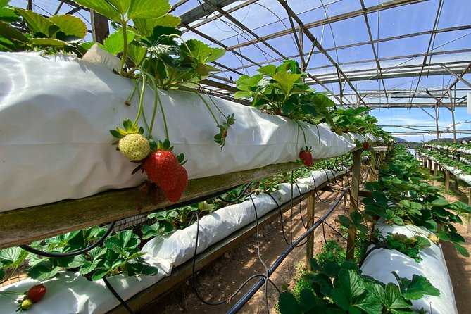 Cameron Highland Full Day Tour from KL City (Private) - Farms, produce, and the question of what feels local