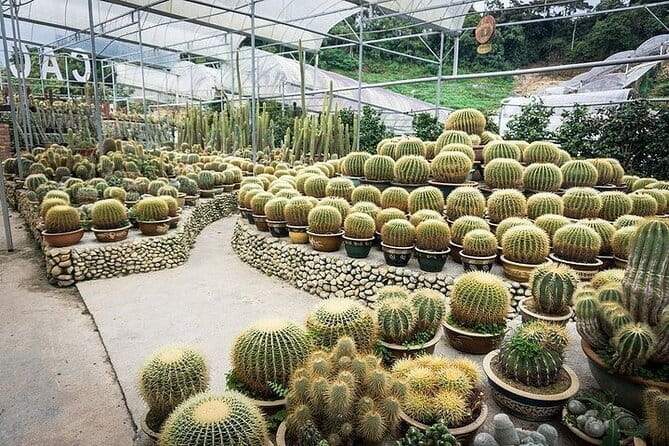 Cameron Highland Full Day Tour from KL City Private Tour - Why Cameron Highlands works as a day trip