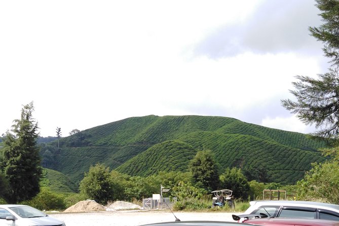 Cameron Highland Private Day Tour - MARDI and Cameron Highlands agriculture
