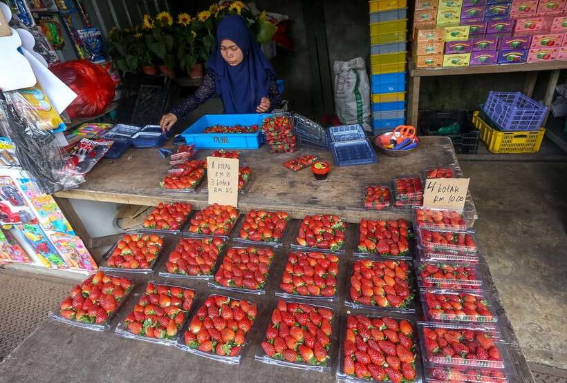 Cameron Highlands 1 Day Tour from Kuala Lumpur - Key points to know before booking